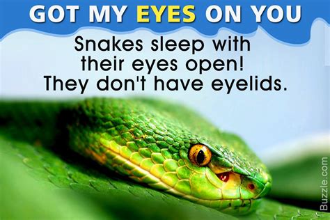 7 Facts About Snakes Daily Dose Facts – Otosection