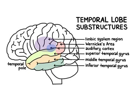 Temporal Lobe: Definition, Functions, Location & Structure