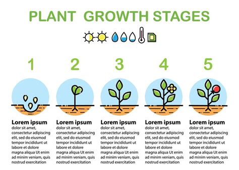 Plant growth stages infographics. Line art icons. Flat design. 617091 ...