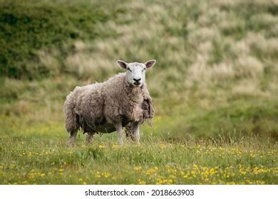 Wooly Ewe Sheep Molting Wool Countryside Stock Photo 2018663903 | Shutterstock