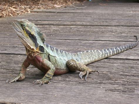 Australian Water Dragon - The Australian Museum