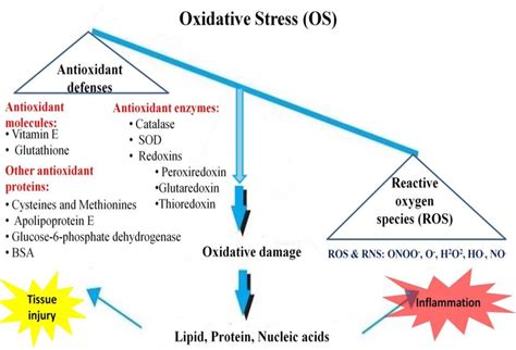 Oxidative stress occurs when there is an excess of ROS over | Download Scientific Diagram