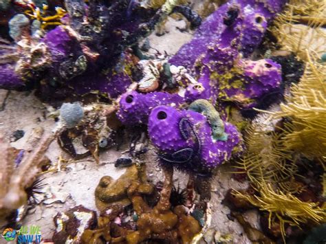 Snorkeling in Bocas del Toro, Panama