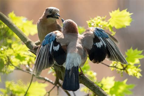 Eurasian Jay (Garrulus Glandarius) - Identification and Guide