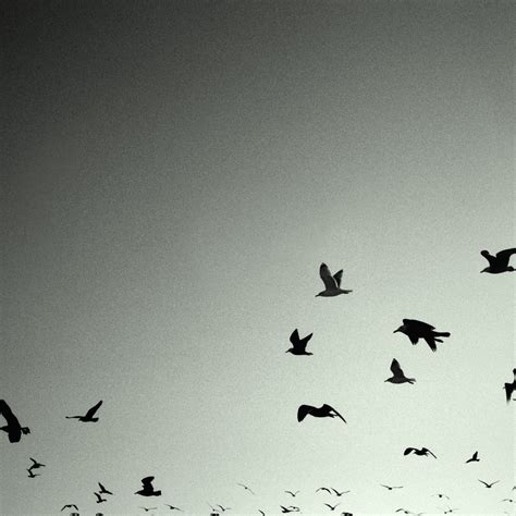 Flying Birds Black & White iPad and iPad 3 Wallpaper