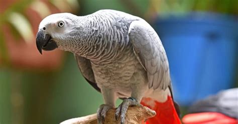 Timneh VS Congo African Grey Parrots: Spotting Key Differences - A-Z ...