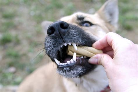 Are Dog Bones Bad For Small Dogs Teeth