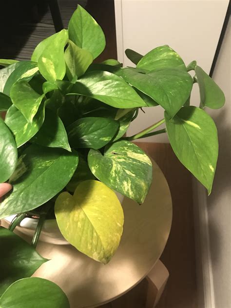 Golden Pothos with yellow leaves? One leaf already fell off and I just got it last week ): Any ...