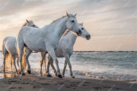 Premium Photo | White horses in the beach