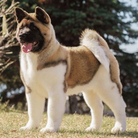 The 12 Oldest Dog Breeds - Discover Ancient Dog Breeds