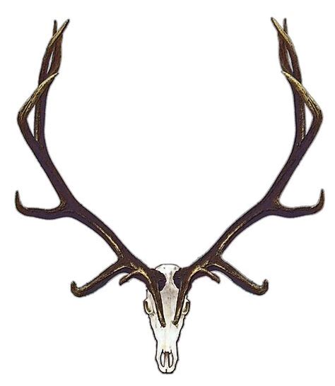 "Bull elk skull European mount" Posters by saltypro | Redbubble