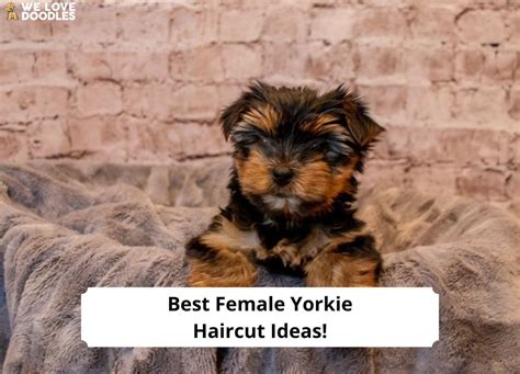 Teacup Yorkie Haircuts Pictures Examples