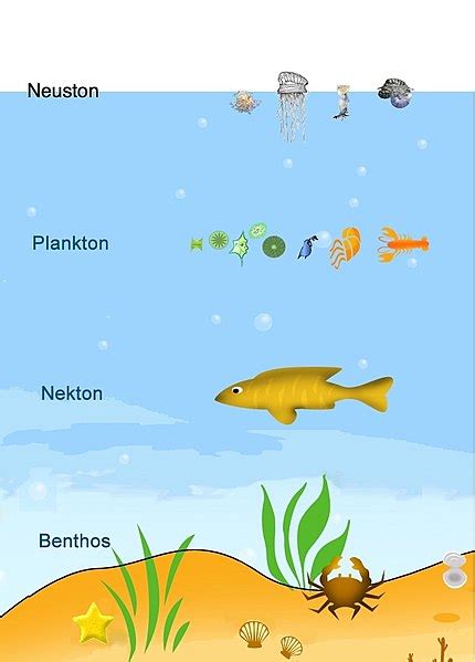 7+Aquatic Ecosystem Example: Definition, Diagram, Types, Structure, Features And Facts - LAMBDAGEEKS