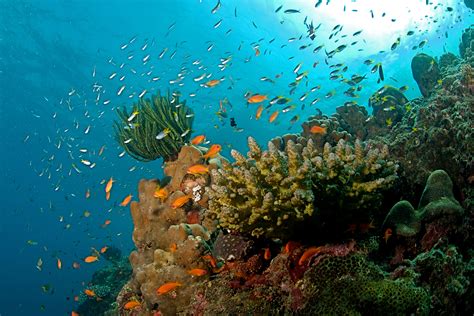 [Commentary] Conserving marine ecosystems through the Wild Life Protection Act is not very effective