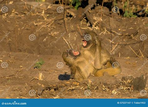 Baboon fight stock image. Image of park, national, river - 57537147