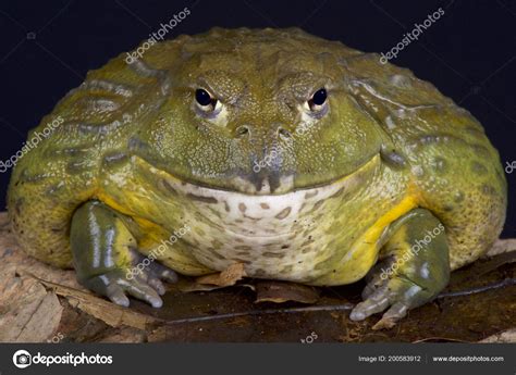 Giant African Bullfrog Pyxicephalus Adspersus ⬇ Stock Photo, Image by ...