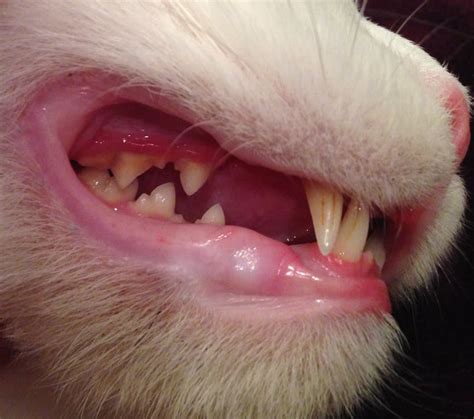 Gingivitis In Cats: What Should You Know About It? - Cat Lovers