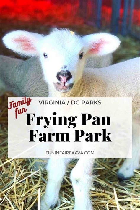 Visit Frying Pan Farm Park for Free Family-Friendly Fun