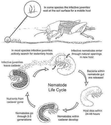 Life Cycle - nematoda