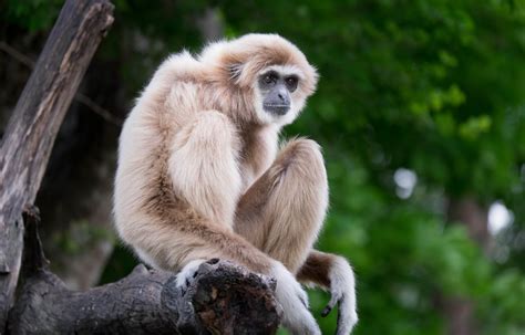 Monkeys Species in The Gates | World Anvil