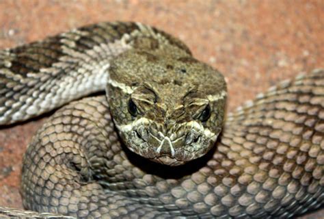 crotalus-viridis01.jpg - Learn About Nature