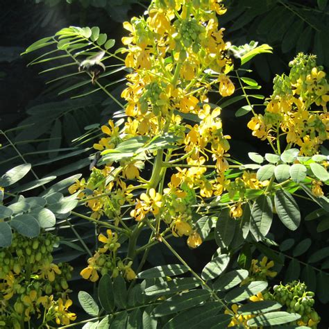 Senna, Wild (Senna hebecarpa) – Earthbeat Seeds