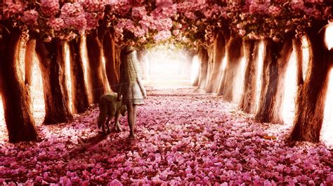 Pink Flowers Path Wallpaper,HD Flowers Wallpapers,4k Wallpapers,Images ...