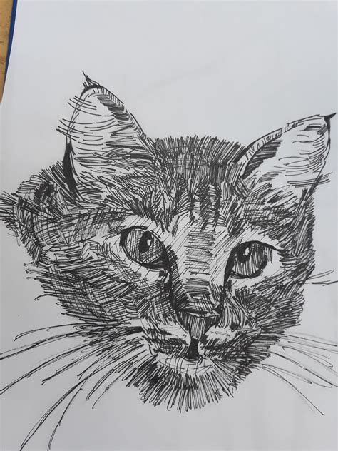 Cat sketch : r/learnart