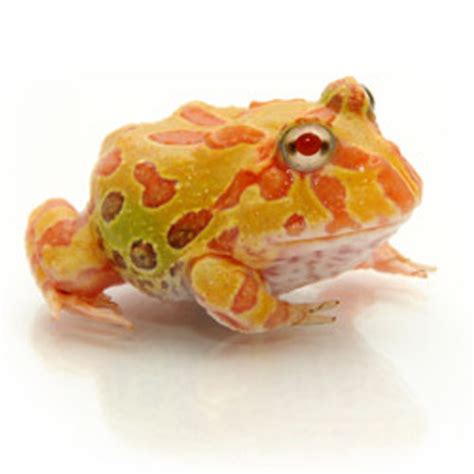 Albino Pac Man Frog from ReptMart.com