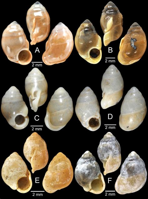 ﻿Annotated checklist of the operculated land snails from Thailand (Mollusca, Gastropoda ...