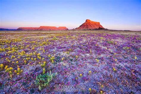 Desert Wildflowers in the Colorado Plateau | Amusing Planet