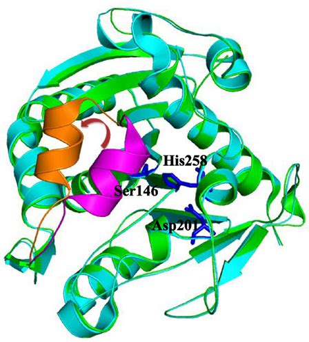 Frontiers | The Lid Domain in Lipases: Structural and Functional Determinant of Enzymatic Properties