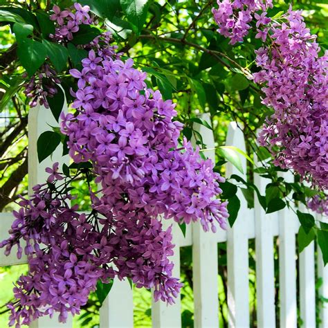 Common Purple Lilacs for Sale | BrighterBlooms.com