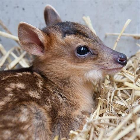 Baby miniature muntjac Newborn Animals, Animals And Pets, Baby Animals, Animal Babies, Zooborns ...