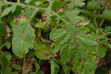 Tomato diseases: fungal, viral. Tomato Disease Prevention