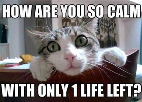 Attack Of The Funny Cats - 40 Pics | Funny cat memes, Funny cats, Funny animal pictures