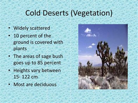 Cold Desert Vegetation