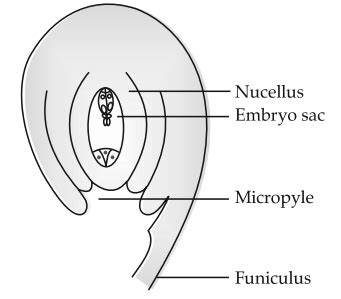 Draw a diagram of a section of a megasporangium of an angiosperm and labe..