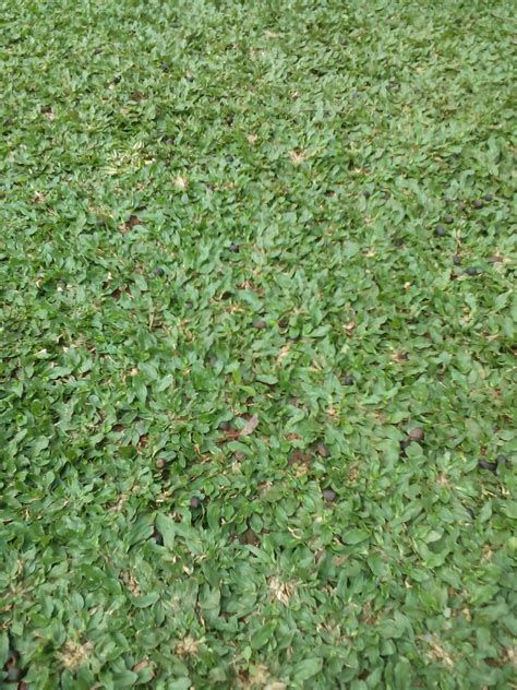 Taman Memakai Rumput Gajah Mini | Habiban Plants