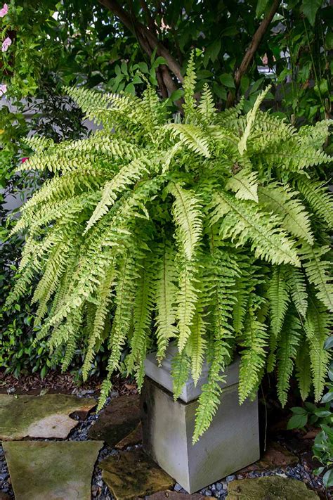 Boston Fern Care Guide: Grow this Easy-Care Houseplant