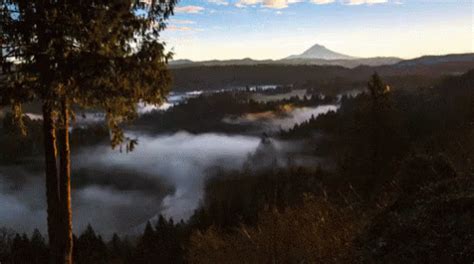 Sunrise GIF - Sunrise Fog Forrest - Discover & Share GIFs