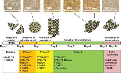 Frontiers | Endothelial Progenitor Cells Produced From Human ...