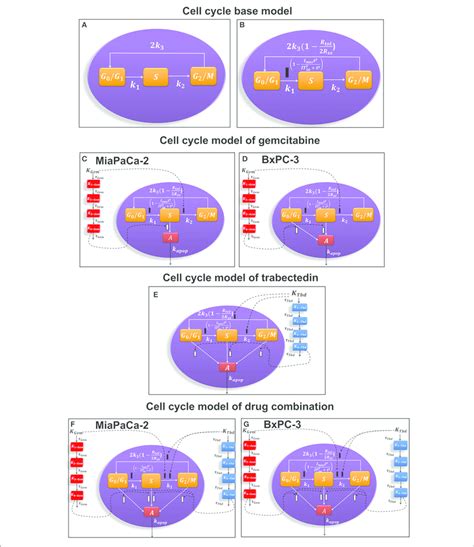 | Schematic of the pharmacodynamic models for single and combination ...