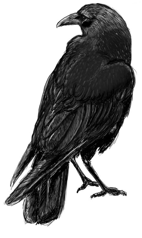 Crows and Sketches on Pinterest