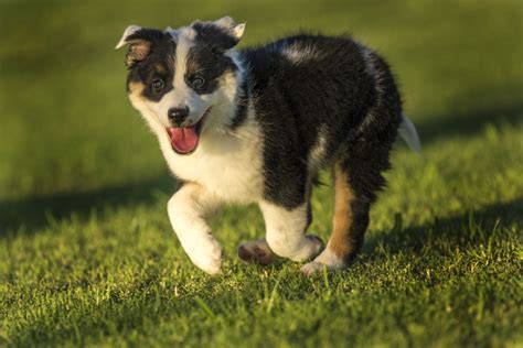 Texas Heeler Dog - Full Profile, History, and Care