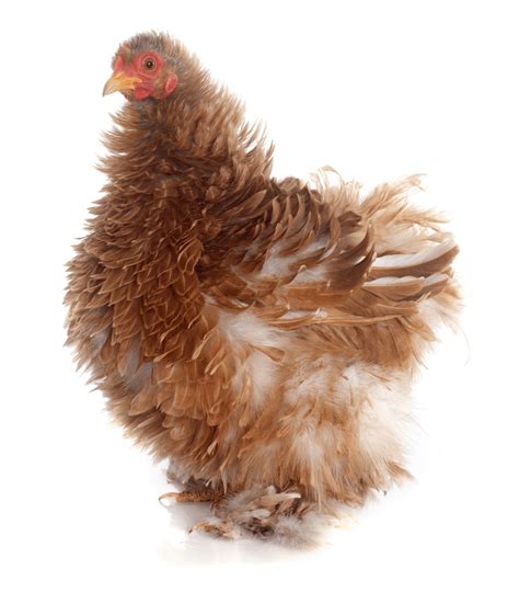 Frizzle Chicken: Breed Profile, Care Guide and More…