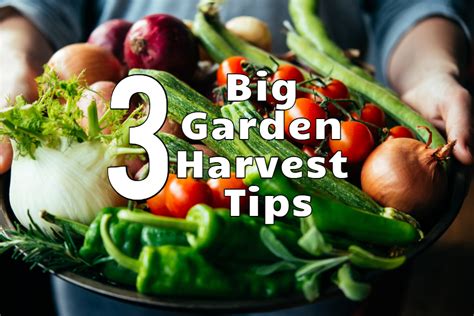 Harvesting Vegetables - 3 Keys To Get Peak Production From Your Garden!