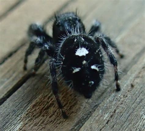 Bold Jumping Spider in Whitmore Lake | The Backyard Arthropod Project