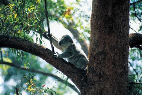 Lone Pine Koala Sanctuary