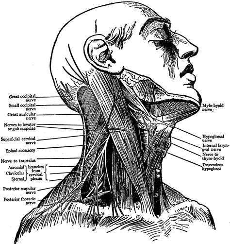 heart muscles diagram